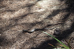 Cyclodomorphus michaeli