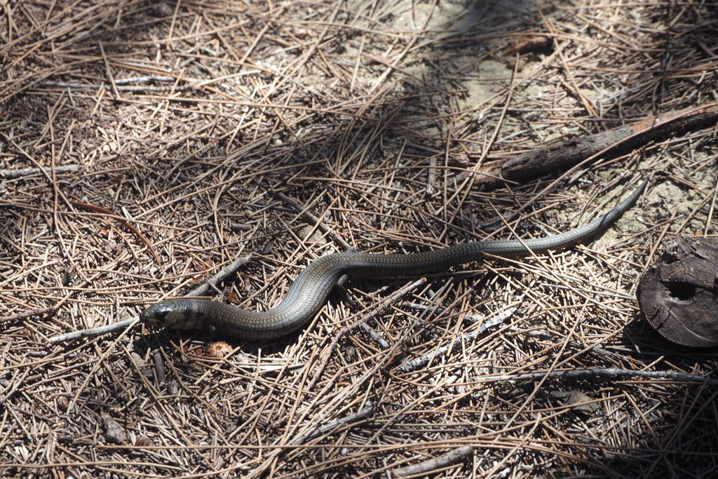 Coastal She-Oak Slender Bluetongue