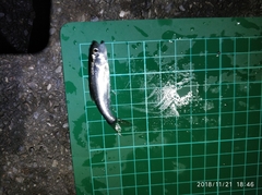 Opsariichthys pachycephalus