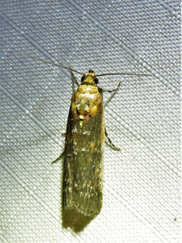 Rusty-banded Adelphia Moth photo 2