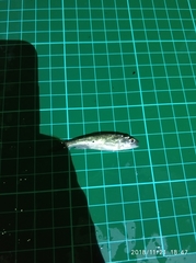 Opsariichthys pachycephalus