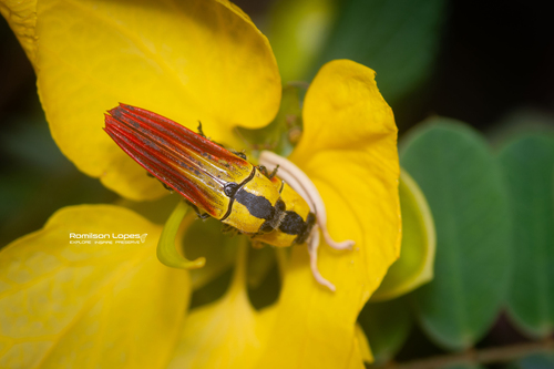 Hiperantha menetriesii