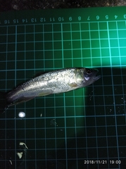 Opsariichthys pachycephalus