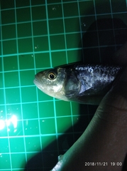 Opsariichthys pachycephalus