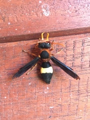 Synagris cornuta basalis