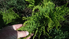 Dryopteris athamantica