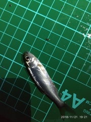 Opsariichthys pachycephalus