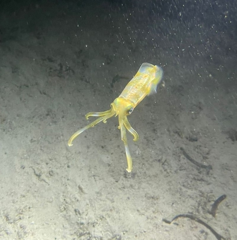 Bigfin reef squid