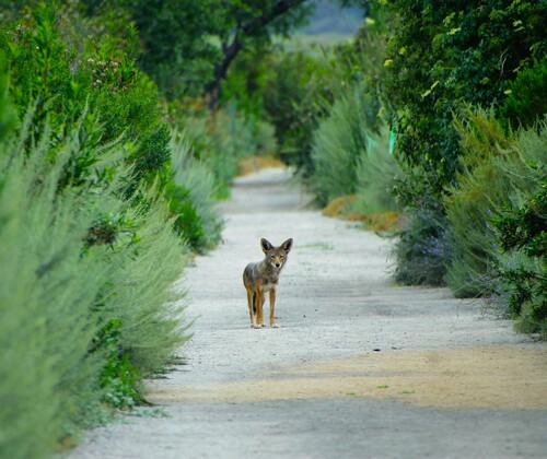 iNaturalist observation photo of Coyote
