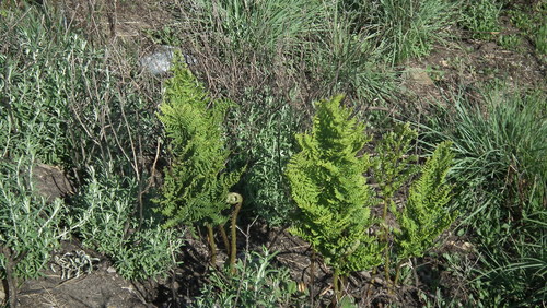 Image of Dryopteris athamantica by (c) Shaun Swanepoel, some rights reserved (CC BY)
