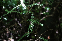 Sophora microphylla