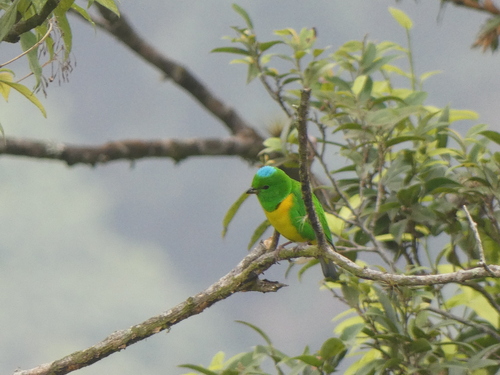 Blue-crowned Chlorophonia (Chlorophonia occipitalis), photo 7
