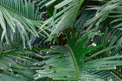 Cycas