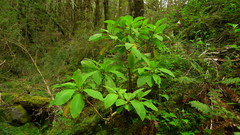 Brachyglottis hectorii