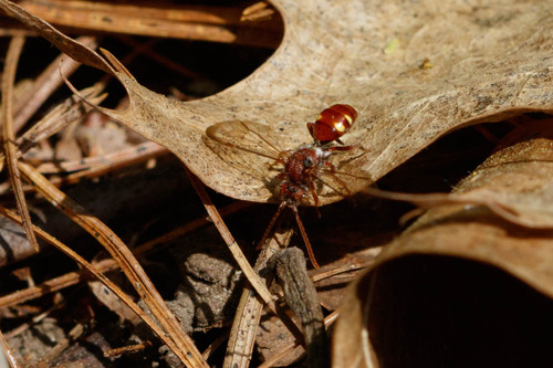 Pygmy Cuckoo Nomad Bee
