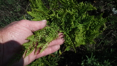 Dryopteris athamantica