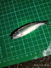 Opsariichthys pachycephalus