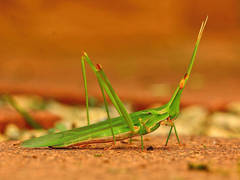 Acrida acuminata