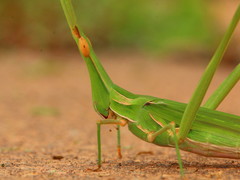 Acrida acuminata