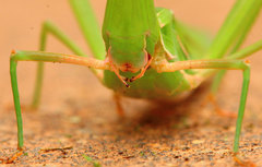 Acrida acuminata