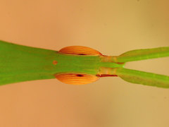 Acrida acuminata