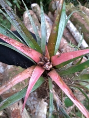 Aechmea recurvata