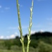 Thintail Grass - Photo (c) AndreaC, some rights reserved (CC BY-ND), uploaded by AndreaC