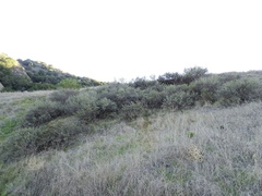 Artemisia californica