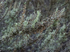 Artemisia californica