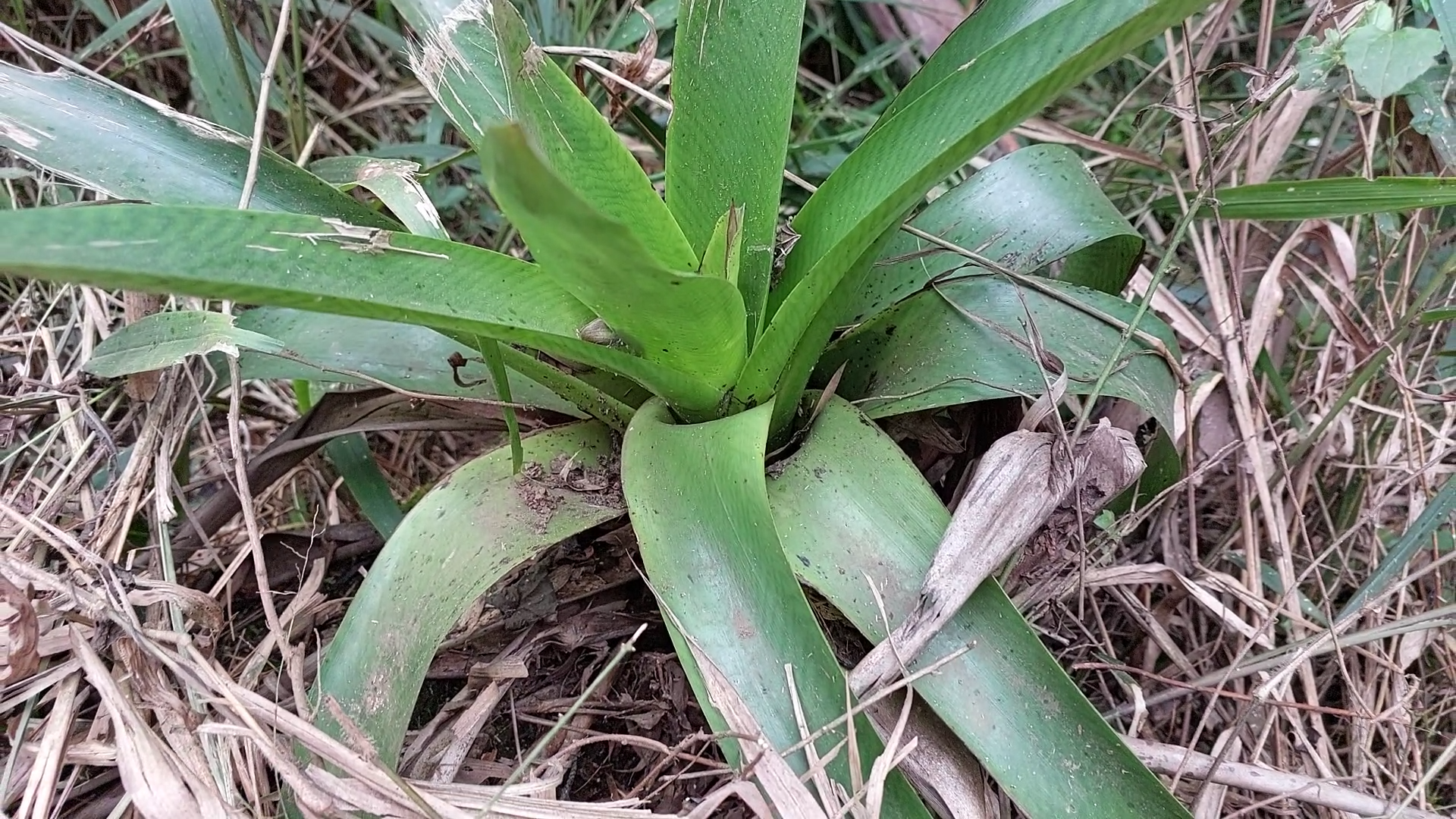 Vriesea platynema