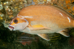Red Morwong photo 4
