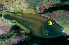 Eubalichthys bucephalus