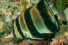 Chelmonops truncatus