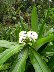 Hedychium coronarium
