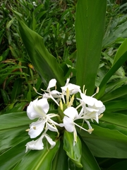 Hedychium coronarium