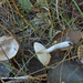 Tricholoma argyraceum - Photo (c) Иван Матершев, some rights reserved (CC BY-NC), uploaded by Иван Матершев