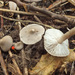 Tricholoma gausapatum - Photo (c) Иван Матершев,  זכויות יוצרים חלקיות (CC BY-NC), הועלה על ידי Иван Матершев