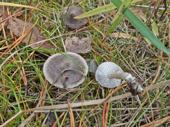 Tricholoma terreum image