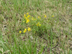 Ranunculus monophyllus