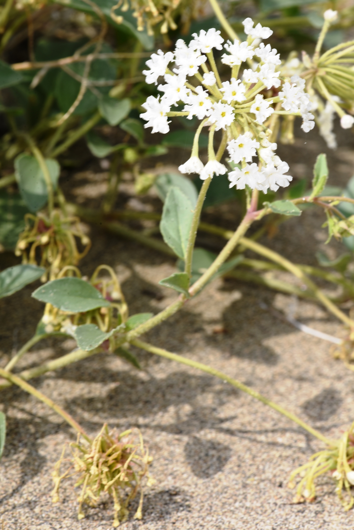 Abronia mellifera