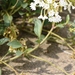 White Sand Verbena - Photo (c) Edward Lisowski, some rights reserved (CC BY-NC), uploaded by Edward Lisowski