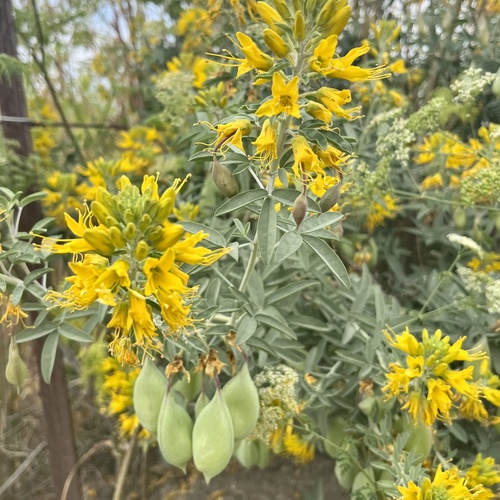 iNaturalist observation photo of Bladderpod