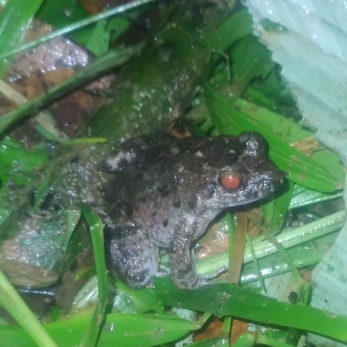 Leptodactylus fremitus
