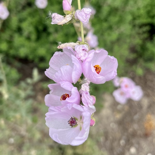 iNaturalist observation photo of southern coastal bushmallow