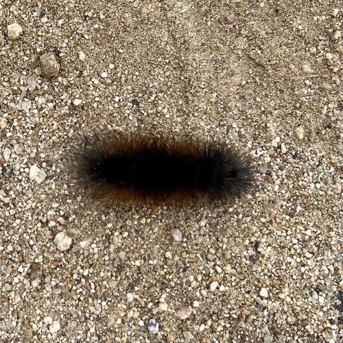 iNaturalist observation photo of Salt Marsh Moth
