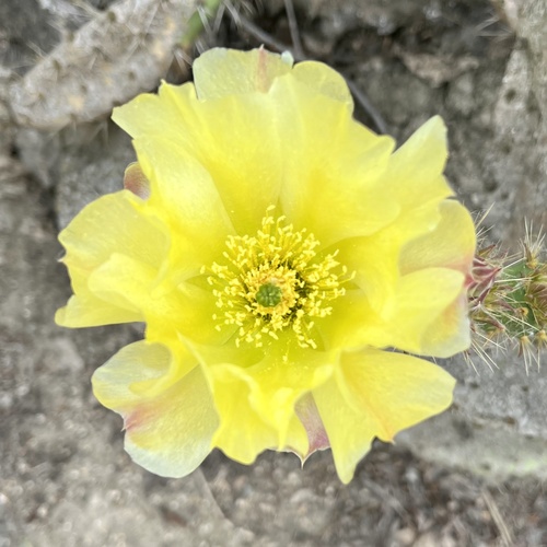 iNaturalist observation photo of Coastal Pricklypear