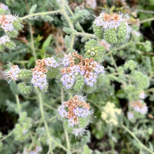 iNaturalist observation photo of branching phacelia