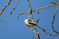 Aegithalos caudatus caudatus