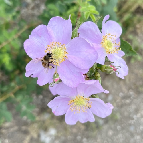 iNaturalist observation photo of Western Honey Bee