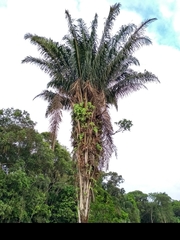Attalea dubia